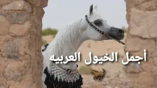 أجمل الخيول العربيه الاصيله .🐎🤍💯 (ماشاءالله) #خيل #السعودية