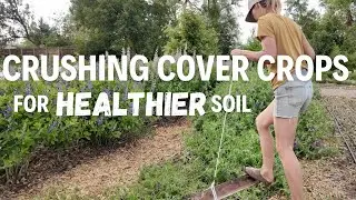 Regenerative gardening: Effective Ways to Terminate Cover Crops!