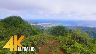 4K Virtual Walk - Walking in the Forest - Hawaiian Kuliouou Ridge Trail - 1.5 HRS