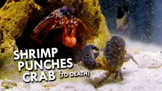 This Is How Mantis Shrimps Dismember Crabs