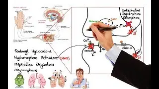 Pharmacology - OPIOIDS (MADE EASY)