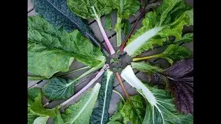 How to Harvest Greens Using the "Cut and Come Again" Method - for kale, chard, lettuce, & more!