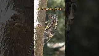 Is The Cicada Double Emergence Actually A Big Deal?