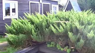 2D. Стрижка взрослого можжевельника в ниваки (от seli6640) / Haircut of an adult juniper in nivaki.