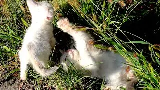 Маленькие котята играют. На траве