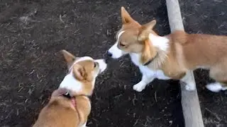 Young Goro & corgi ゴローさんとコーギー