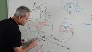 Spinal Cord Development - Embryology