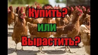 Беру кур несушек на птицефабрике, а не инкубирую сам! Считаем разницу!