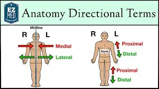 Anatomical Position and Directional Terms [Anatomy MADE EASY]