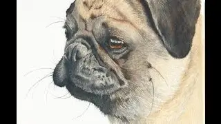 Watercolor Painting Tutorial - Pug Dog