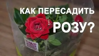 Как пересадить розу?