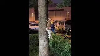 Kitten climbing trees