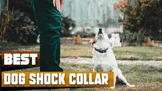 Best Dog Shock Collar In 2024 - Top 10 Dog Shock Collars Review