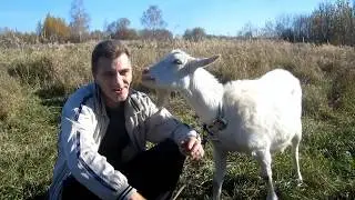 All about goats. I want to get a goat. For beginners goat breeders.