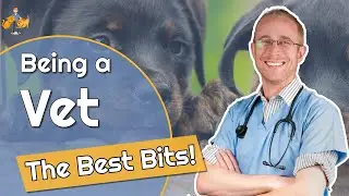 The 5 Best Things About Being a Veterinarian - is it worth it?