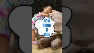 giant tortoise and little girl wants a ride #shorts