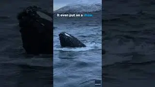 Whale lifts head out of water, surprises tourists #Shorts