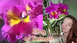 Ну очень красивый цветок получился, ароматный и даже очень. 👑King of Taiwan