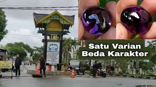 Kecubung Kalimantan Wulung Air Merah Manggis