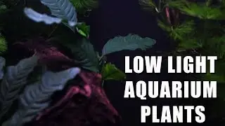 Low Light Aquarium Plants