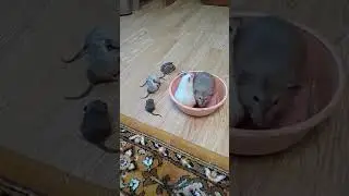 Кот захотел сожрать всех крыс Дамбо 😨🐈 Крысы Дамбо Видео про крыс