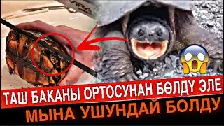 [ТОП10] КЫЗЫКТУУ ФАКТЫ ВИДЕО | Таш баканы союшту эле ушундай болду😱