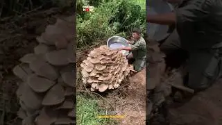 Mushroom Harvesting