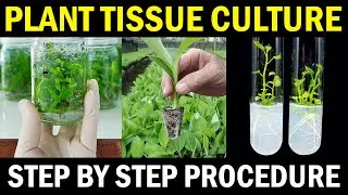 Plant Tissue Culture | Banana Tissue Culture Step by Step Procedure