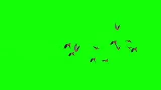 Green Screen Birds flock flying | Green screen birds Flying | Green screen video | Colorful Birds