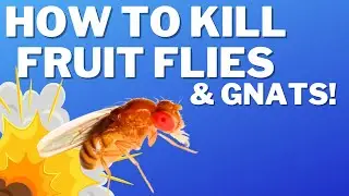 How to get rid of Fruit Flies Gnats & Drain Flies in 1 Easy Step! Use This Trick to Kills Gnats