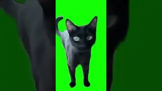 Cat strongly disagrees green screen