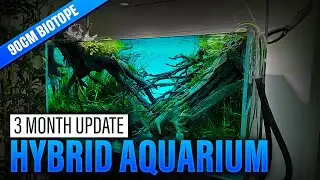 BIOTOPE COLDWATER INSPIRED AQUARIUM 🥶 3 MONTH UPDATE & STEP BY STEP MAINTENANCE! MY TRICKS AND TIPS!