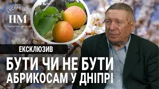 Бути чи не бути абрикосам у Дніпрі цього року