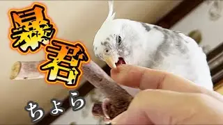 可愛い暴君に成り果てたうちのオカメインコそら君