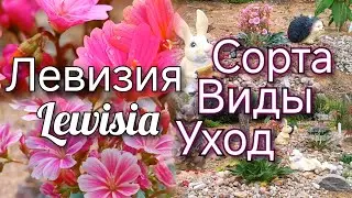 Левизия! Уход, посадка. Виды, сорта с повторным цветением