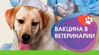 Вакцинация в ветеринарии