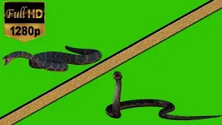 Snake Green Screen Animation Video 2022 [ HD ] 4K