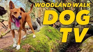 [NO ADS] Dog TV for Dogs to Watch 🐕 Virtual Dog Walk with Nature Sounds 🌲 Videos for Dogs