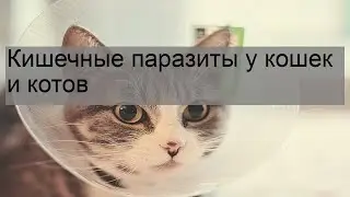 Кишечные паразиты у кошек и котов