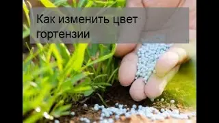 Как изменить цвет гортензии