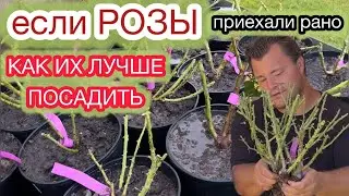 КОГДА И КАК САЖАТЬ РОЗЫ С ГОЛЫМ КОРНЕМ ОСЕНЬЮ.