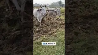 Kisan Ka Dard Bhara Song | Hal Chalaye Tune Tune Fasal Ugai | Full Song |