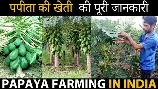 Papaya Farming / Papaya Cultivation in India | पपीते की खेती की संपूर्ण जानकारी / Papita Ki Kheti