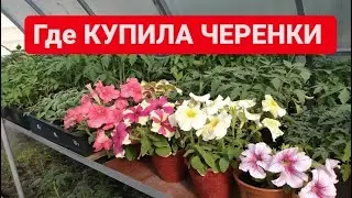 Где КУПИЛА ЧЕРЕНКИ вегетативной Петунии, Гвоздики, остеспермум Начало