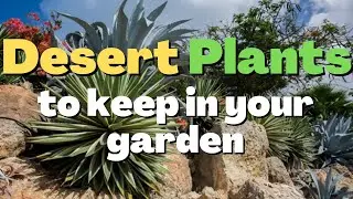 These Desert Plants you can keep in your home garden