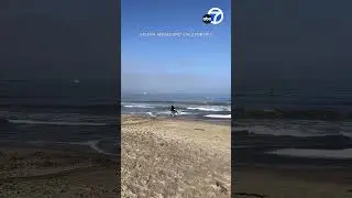 Video shows man slapping dead whales fin after it washed up on Torrance Beach