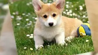 cute Dogs  #cat #cutecat #edit #kitty #kitten #cute #catlover #love
