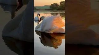 Лебедь Алесь знает, что он неотразим. #лебедь #swans #милоевидео #swan #birds #бит #полёты #swanlife