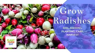 How to grow radish from seeds at home