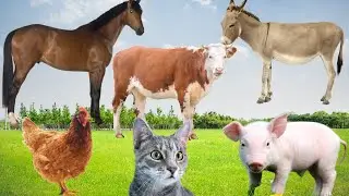 Farm Animal Names with Sound, Horse, Dog, Cow